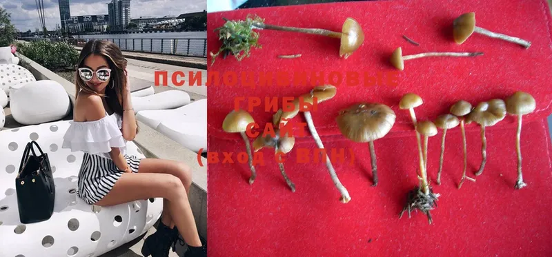 купить наркотик  Гаврилов Посад  Псилоцибиновые грибы Psilocybe 